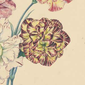 Drawing, Four carnations