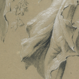 Drawing, Canterbury Bells