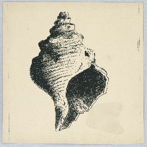 Photograph (USA)