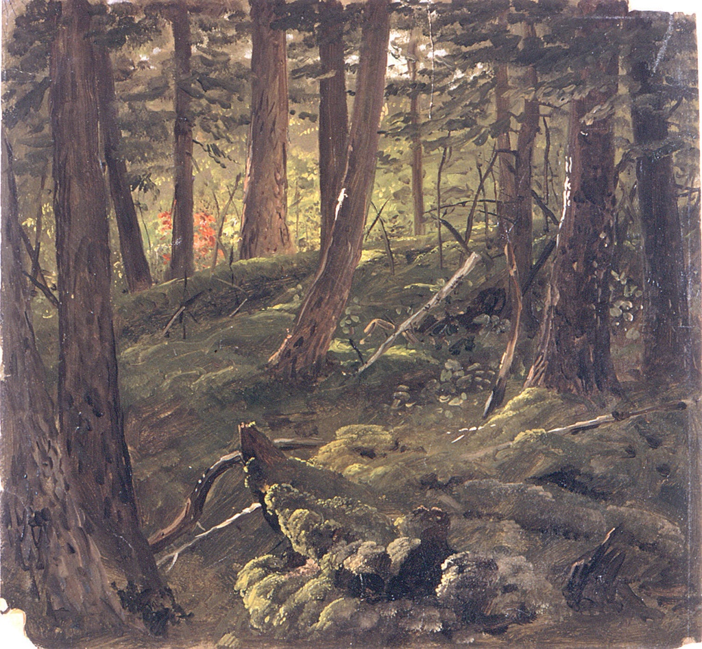 Drawing, Forest Scene Drawing, Forest Scene