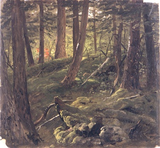 Drawing, Forest Scene