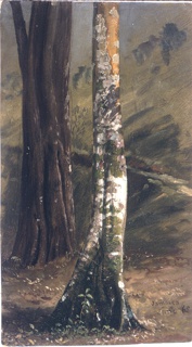 Drawing, Tree Trunk, Jamaica