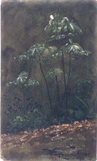 Drawing, Trumpet Trees, Jamaica