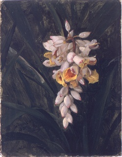 Drawing, Cardamom, Jamaica