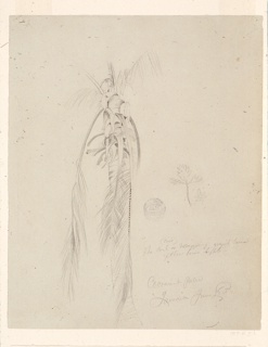 Drawing, Study.  "Cocoanut Palm Jamaica",  West Indies