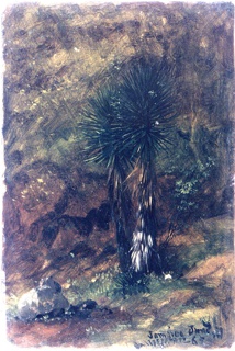 Drawing, Palm Trees, Jamaica