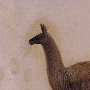 Drawing, Ecuador, San Juan (Chimborazo), llama, September 1853