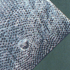 Sidewall, Lizard Lying in the Grass with Wart, ca. 1990–95