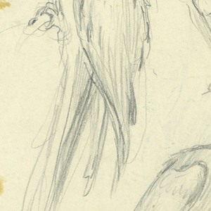 Drawing (SPAIN & U.S.)