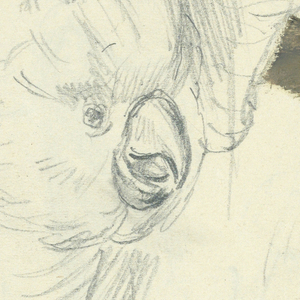 Drawing (SPAIN & U.S.)
