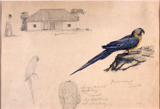 Drawing, Sketches of Guacamaya, Bogotá, Colombia