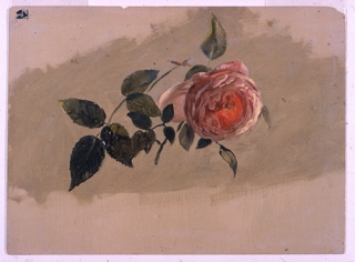 Drawing, A Rose Bough