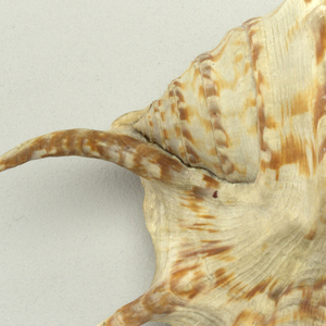 Shell
