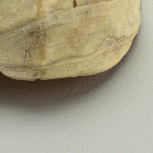 Conch Shell