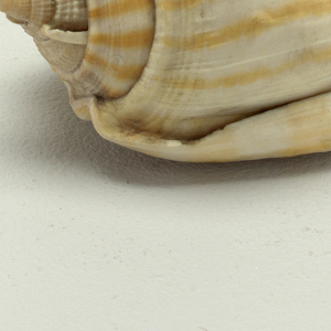 Shell