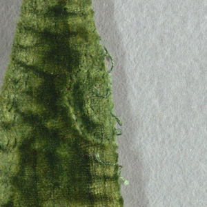 Fragment