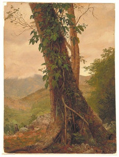 Drawing, Tree with Vines, Jamaica