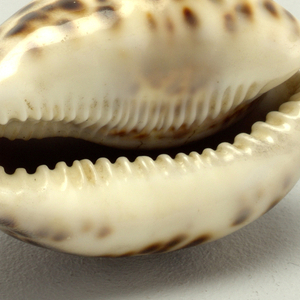 Shell