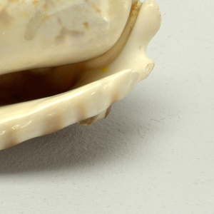 Shell
