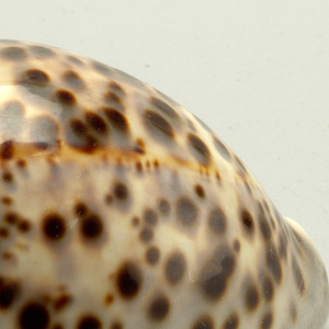 Shell