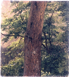 Drawing, Tree Trunk, Jamaica