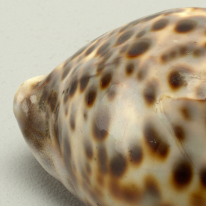 Shell