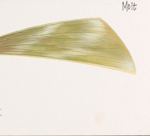 Concept Art, Grasshopper Wing Study, A Bug
