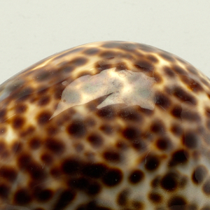 Shell