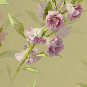 Drawing, Sprays of orchids