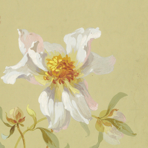 Drawing, Peonies