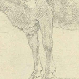 Drawing, Study of a Cow, 1750–1800