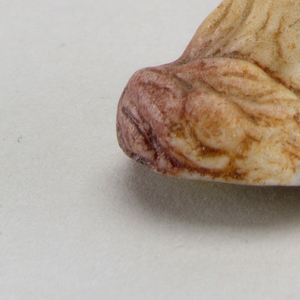 dog Miniature