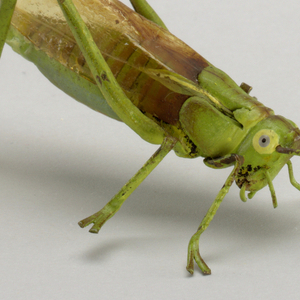 Sculpture Grasshopper, late 19th century