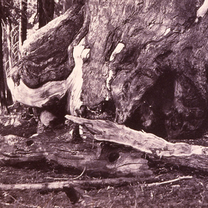 Photograph, Mariposa Grove, Grizzly Giant, Yosemite, 1861–66