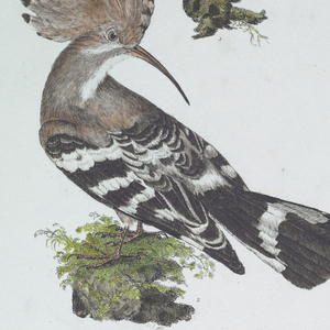 Print, Lithographs, colored, thirty plates from a book on birds.