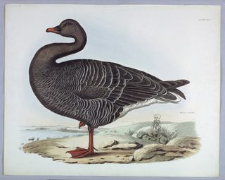 Print, Bean Goose, Plate XLII, From Selby's Illustrations of British Ornithology