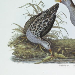 Print, Lithographs, colored, thirty plates from a book on birds.