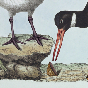 Print, Lithographs, colored, thirty plates from a book on birds.