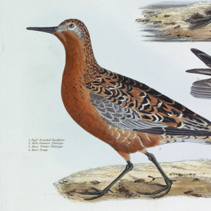 Print, Lithographs, colored, thirty plates from a book on birds.