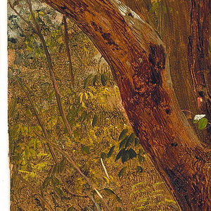 Drawing, In the woods, Jamaica, August 1865
