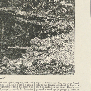 Print (USA)