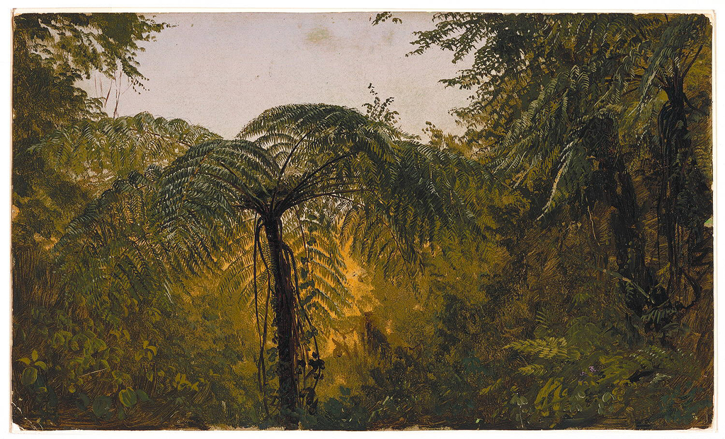 Drawing, Jungle Foliage, Jamaica