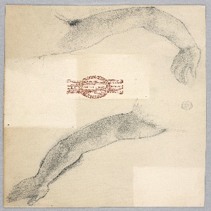 Drawing (USA)