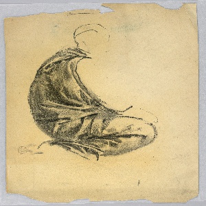 Drawing (USA)