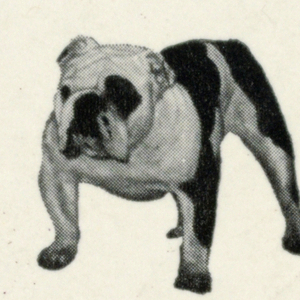 Sticker, Knoll bulldog