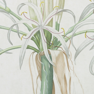 Print, Crinum taitens, 18th century