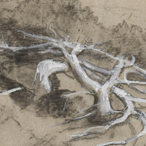 Drawing, Tree Roots on a Hillside, Prout