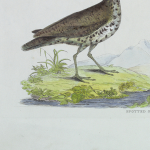 Print (England)