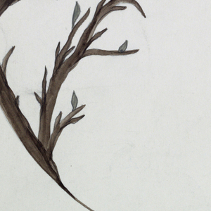 Drawing (USA)