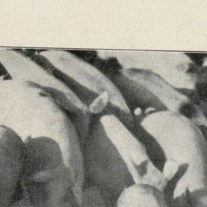 Booklet, Das Buchlein vom Pragesa Schinken, Schinken Sauer